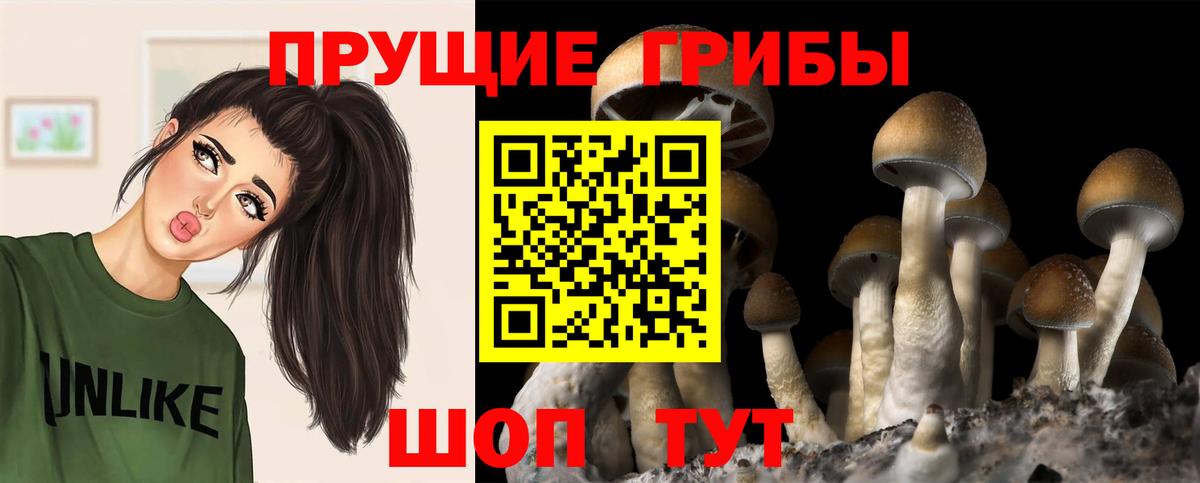 Галлюциногенные грибы Cubensis Энгельс